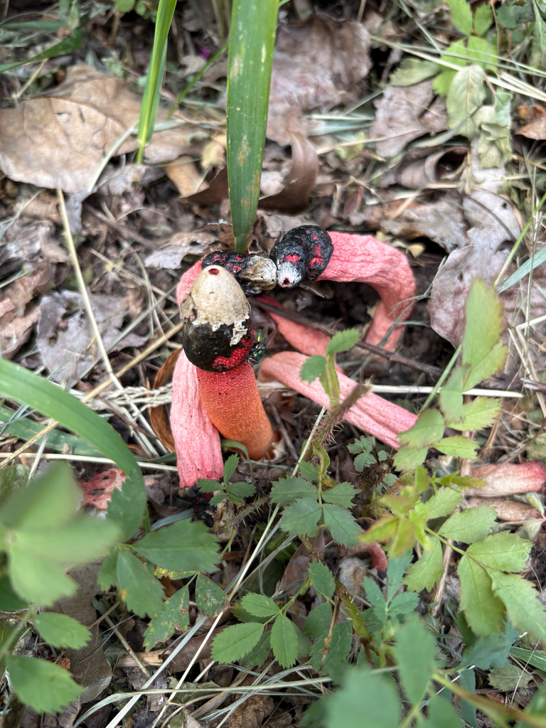 red stinkhorn