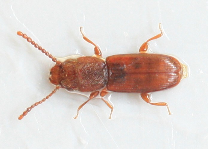 Cryptolestes corticinus