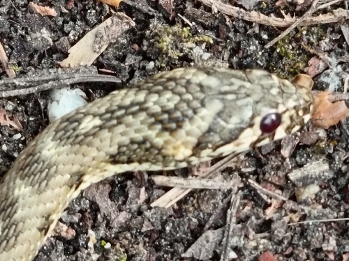 Viperine Snake