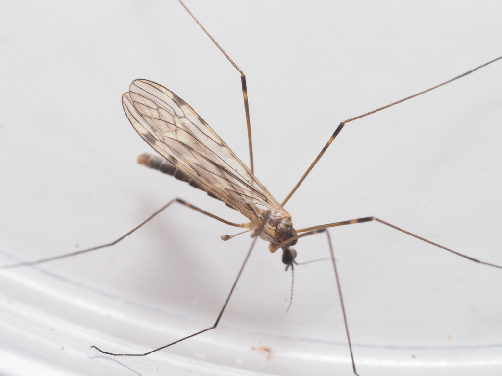 Limonia dilutior
