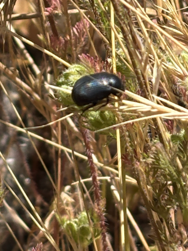 iNaturalist observation photo of Water, Rove, Scarab, Long-horned, Leaf, and Snout Beetles