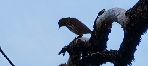 Song Thrush
