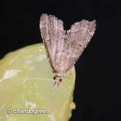 Diplopseustis perieresalis