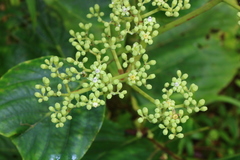 Leea macrophylla