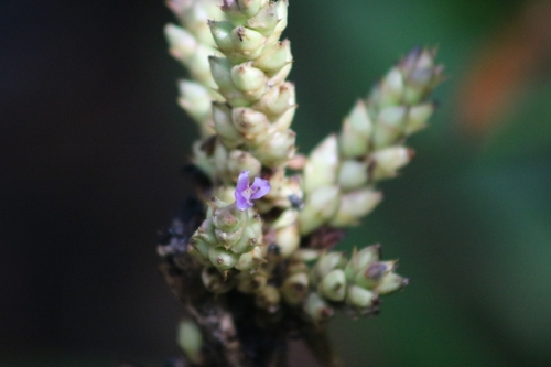 Hohenbergia ridleyi