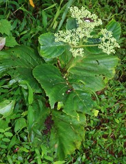 Leea macrophylla