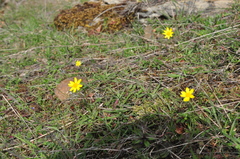 Crocidium multicaule