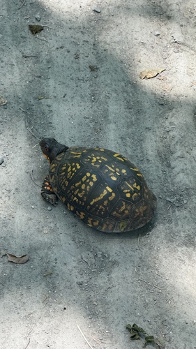Tortuga de caja oriental