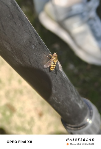 Migrant Hover Fly