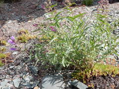 Penstemon lyallii