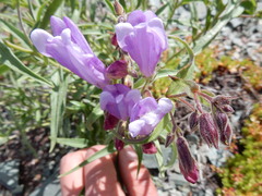 Penstemon lyallii