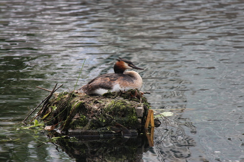 iNaturalist: (c) tomasblokker, some rights reserved (CC BY-NC) iNaturalist image