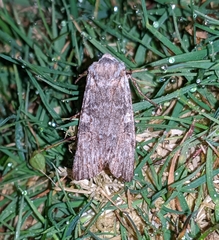 Lithophane pertorrida