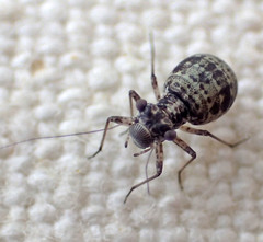 Mesopsocus unipunctatus