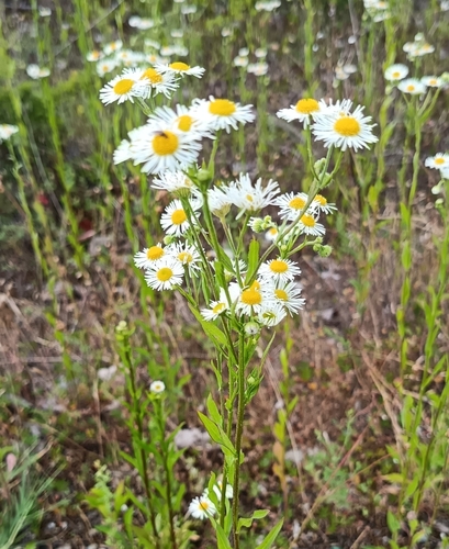 annual fleabane