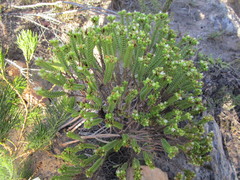 Crassula ericoides ericoides