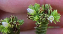 Crassula ericoides ericoides