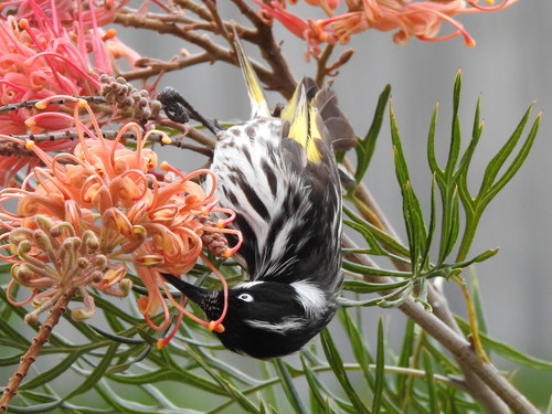 New Holland Honeyeater, photo 7 of 7