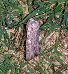 Lithophane pertorrida