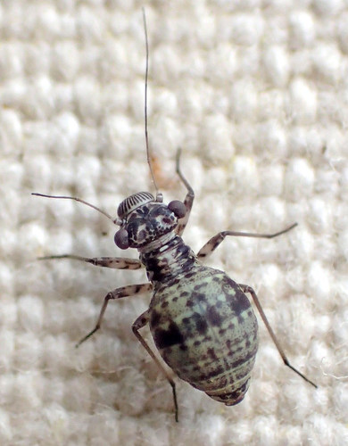 Mesopsocus unipunctatus (Müller, 1764)