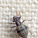斑嚙蟲科 - Photo 由 K Schneider 所上傳的 (c) K Schneider，保留部份權利CC BY-NC