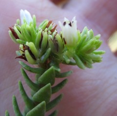 Crassula ericoides ericoides