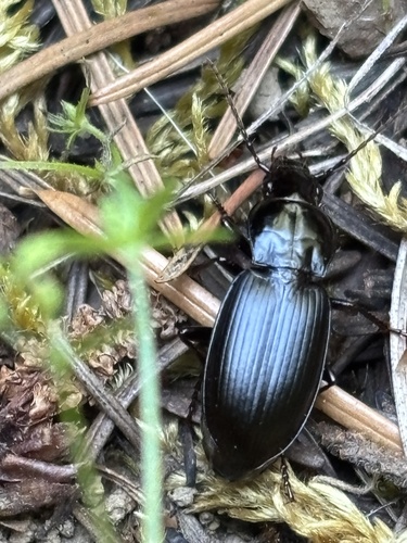 iNaturalist observation photo of Ground Beetles