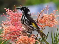 New Holland Honeyeater - Photo (c) Jan Carey, some rights reserved (CC BY-NC), uploaded by Jan Carey