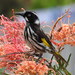 Yellow-winged Honeyeaters - Photo (c) Jan Carey, some rights reserved (CC BY-NC), uploaded by Jan Carey
