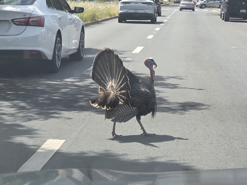 Narragansett Turkey