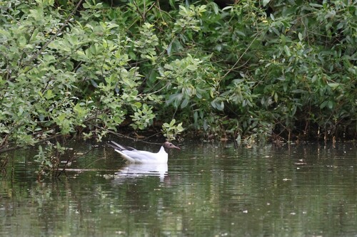 iNaturalist image