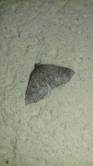 Aleucis distinctata