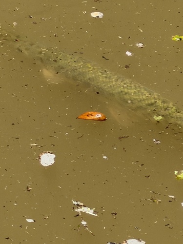 Lepisosteus oculatus