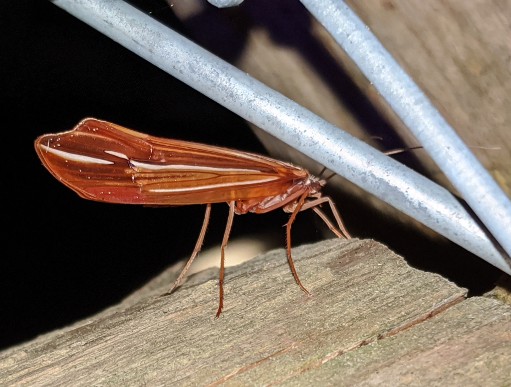 Beautiful Northern Caddisfly