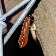 Psychoglypha bella