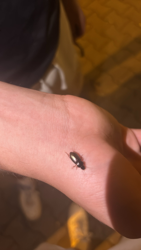 Metallic Harpalus