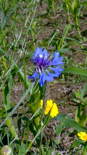 Cornflower