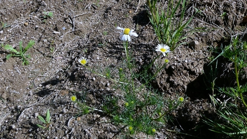 scentless mayweed