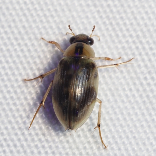 Berosus miles