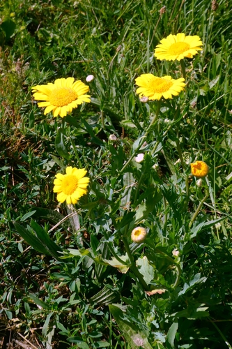 Corn Marigold