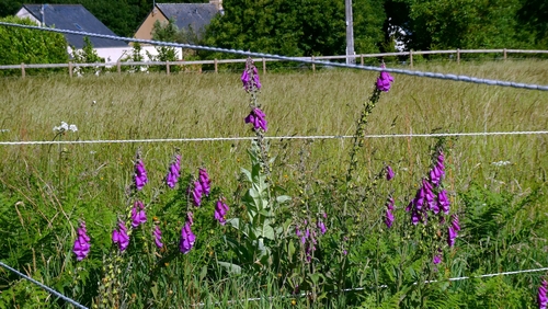 purple foxglove