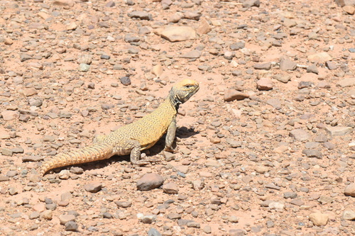 Moroccan Spiny-tailed Lizard