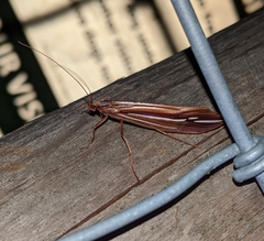 Psychoglypha bella