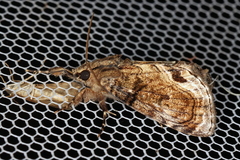 Zalissa catocalina
