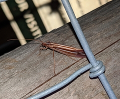 Psychoglypha bella