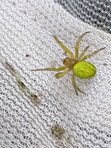 Cucumber Spiders