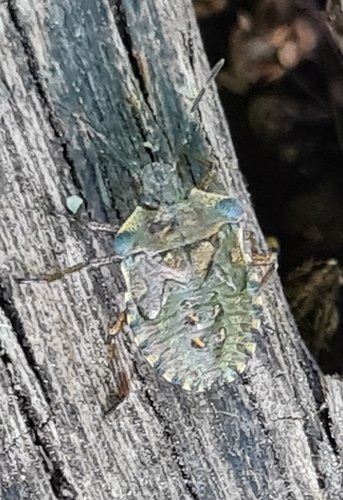 Forest Bug