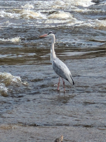 iNaturalist image