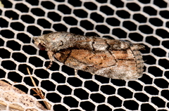 Etanna clopaea