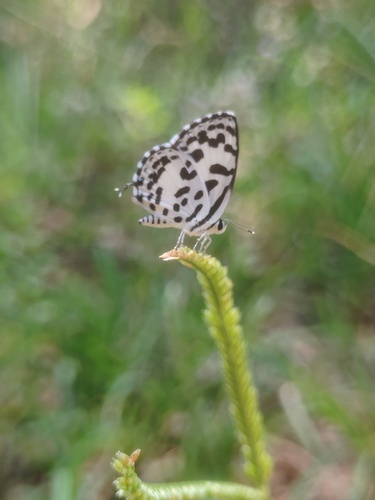 Common Pierrot